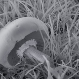 mushroom 1040871
