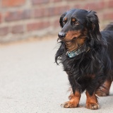 spaniel 7215