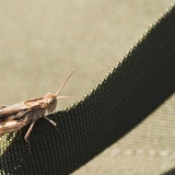 grasshopper