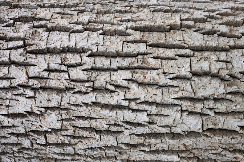 rough bark 1030931web