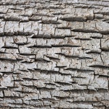 rough bark 1030931web