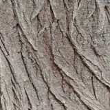 rough bark 8343web
