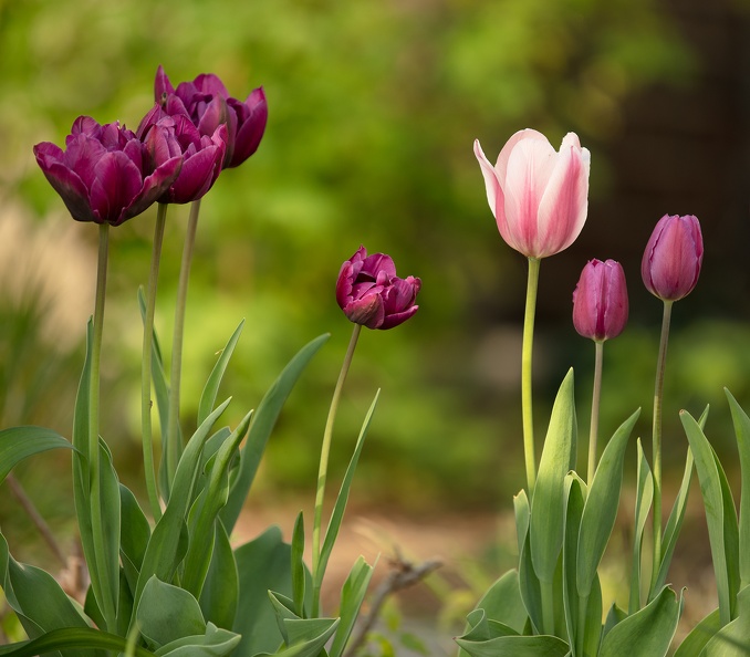 tulips_D6A2801web.jpg