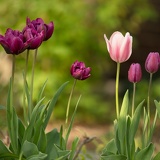 tulips D6A2801web