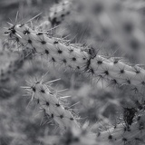 cactus_1060473web.jpg