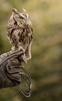 glove screech owl Z8A6208web