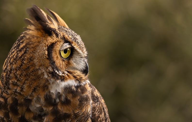 great horned owl profile Z8A6339web