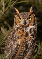 great horned owl Z8A6361web