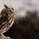screech owl profile Z8A6240web