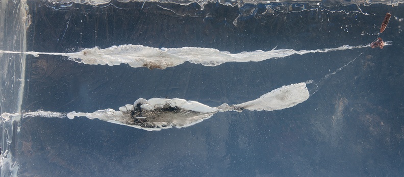 G2 223shorties 9576web