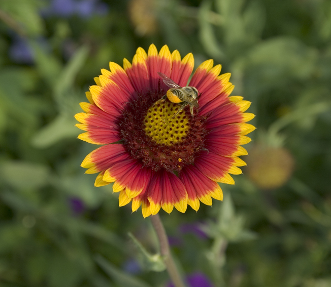 Bee Flower 2183