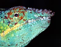 green alien, not from Mars