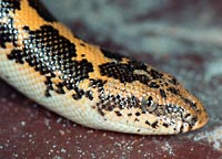 Head of a snake