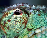 Eyes in independent turrets,