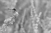 Live dragonfly