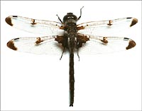 Hailing dragonfly