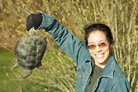 Snapping turtle