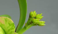 Buds in delicate green hues