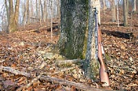 M44 Mosin leaned against a tree