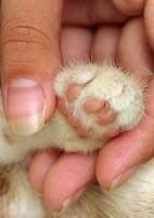Little pink paw pads