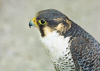 hawk profile