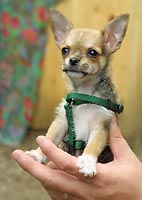 Tiny dog