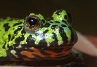 crazy toad myths